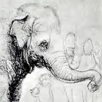 An Elephant